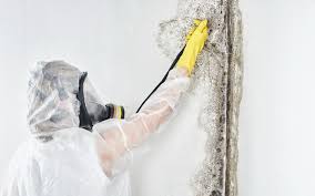 Best Real Estate Mold Inspection in Mays Landing, NJ